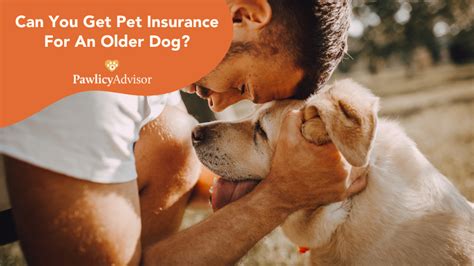 pet insurance for old dogs